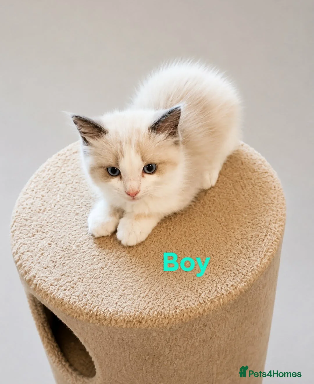 Ragdoll cats for sale: Bicolour ragdoll kittens  - Advert 2