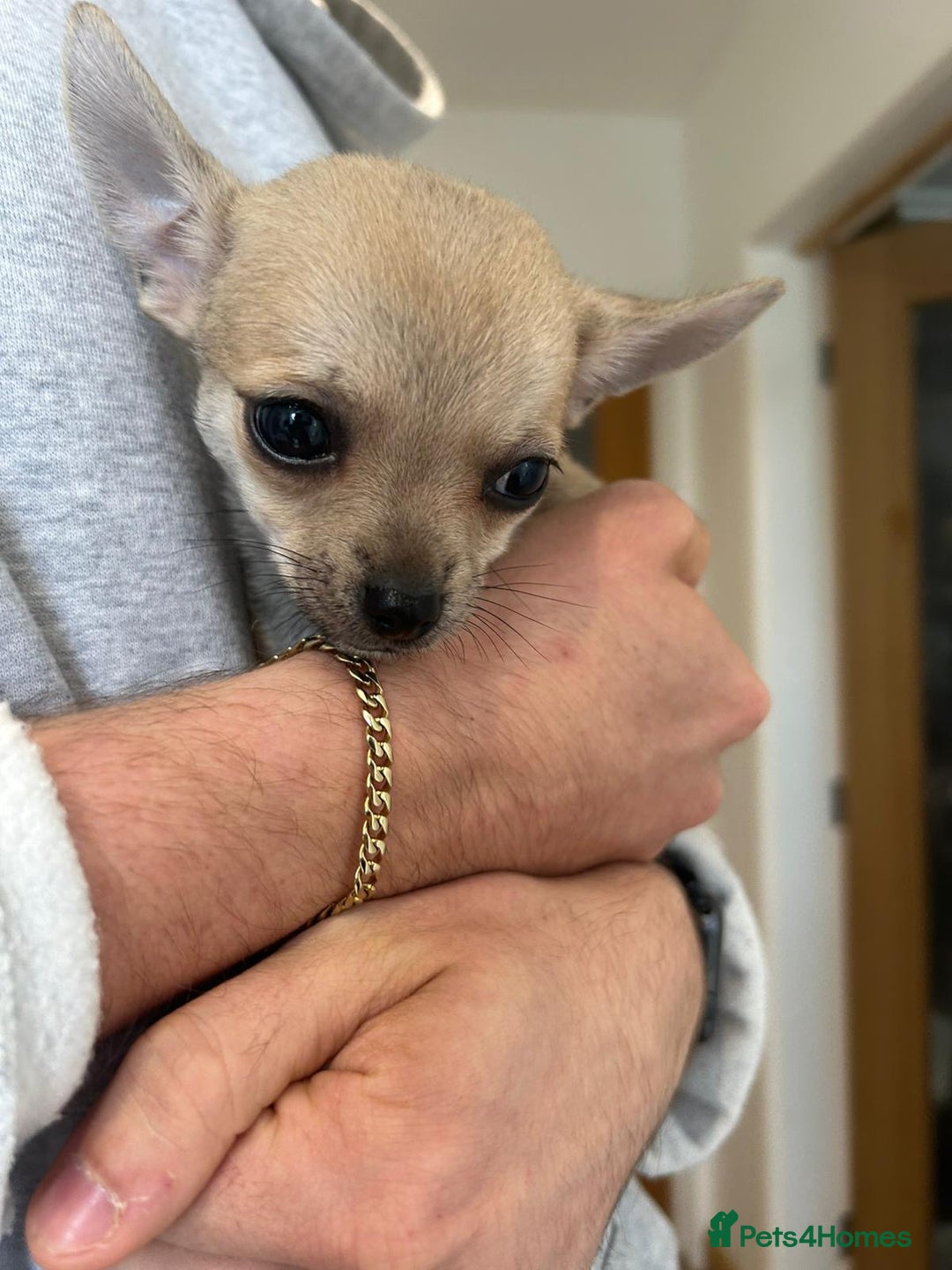 Chihuahua dogs for sale: Pure Breed Pedigree Certificated Chihuahua Puppies - Image 4
