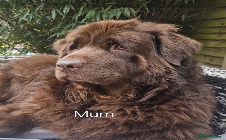 Mixed Breed dogs - Advert 4