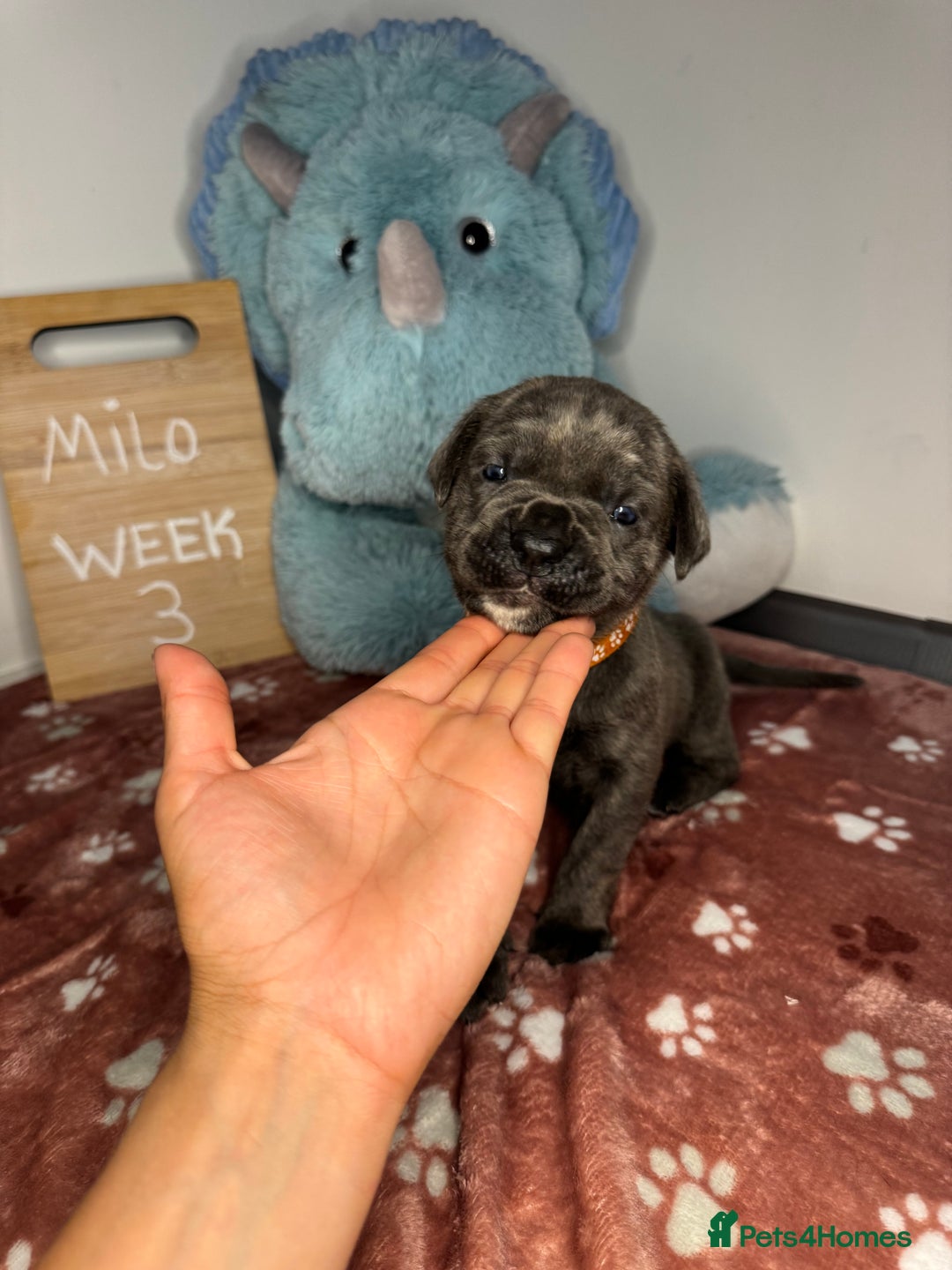 Cane Corso dogs for sale: Cane corso puppies for sale  - Image 23