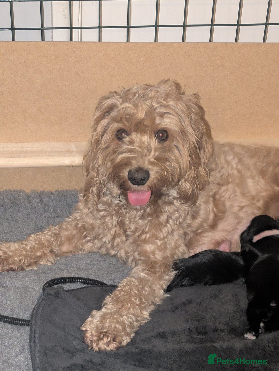 Cockapoo dogs for sale: F2 cockapoo puppies for sale . - Advert 3