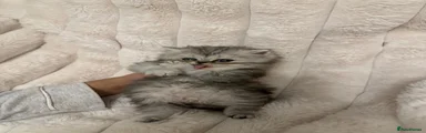 Persian 4