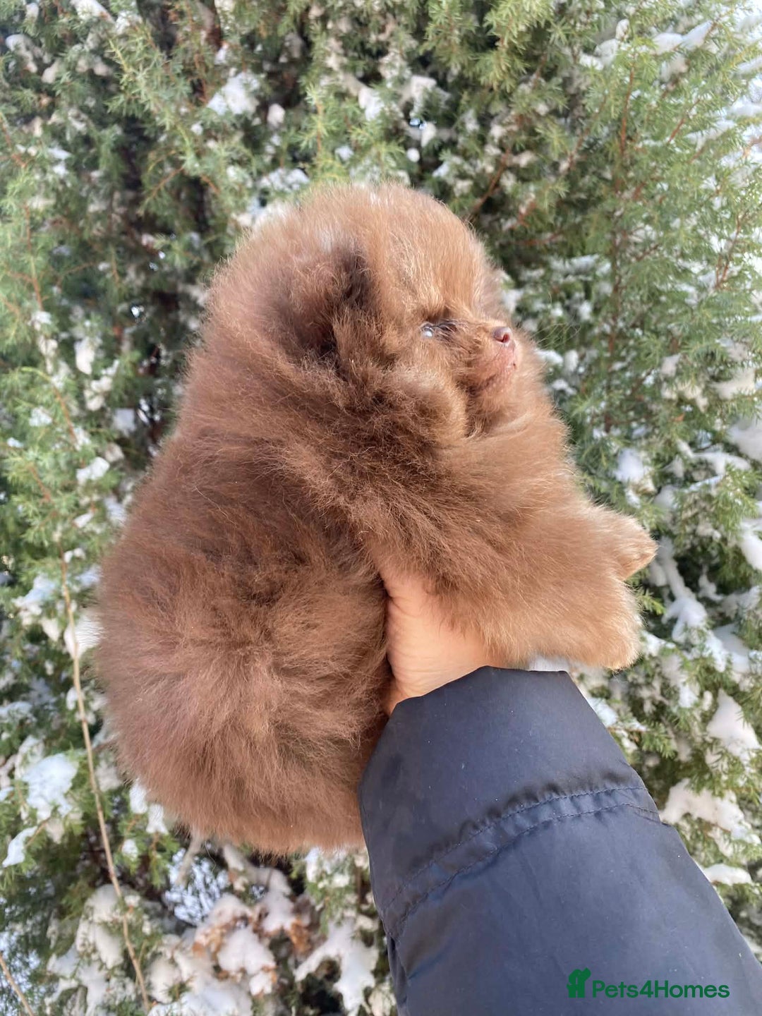 Pomeranian dogs for sale: Chocolate 😍🧸🤎✨ - Advert 7