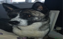 Akita dogs for sale: 2 males Japanese aktia ready to leave  - Image 2