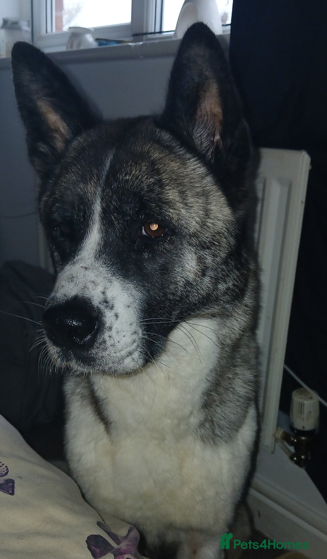 Akita dogs for sale: 2 males Japanese aktia ready to leave  - Image 2