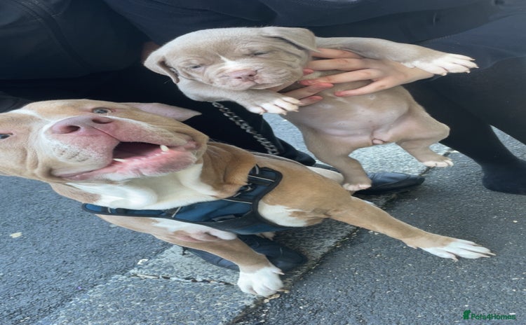 American Bully dogs - Advert 2