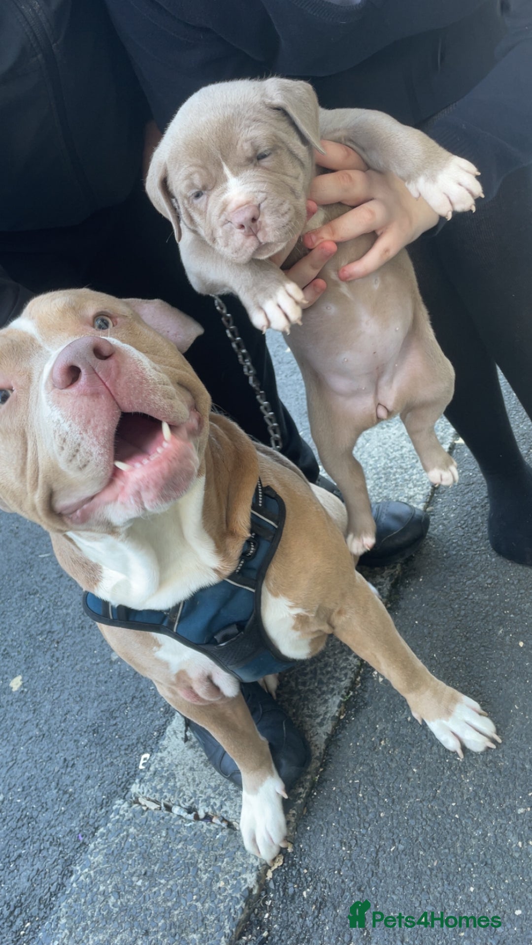 Champagne Fawn American Bully Lilac Tri Color Pitbull Champagne