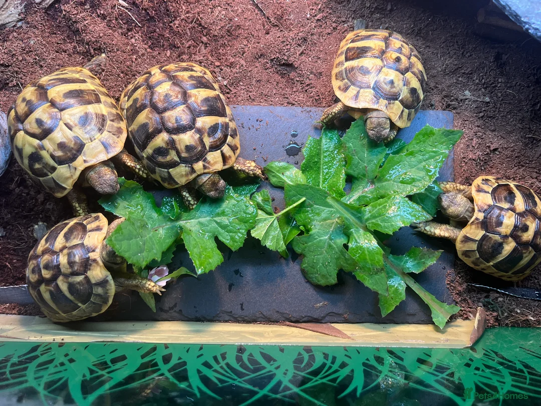 Hermann Tortoise reptiles for sale: Hermann Tortoise Yearlings in Arundel - Advert 1