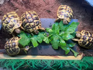 Hermann Tortoise reptiles Hermann Tortoise Yearlings in Arundel - Advert 1