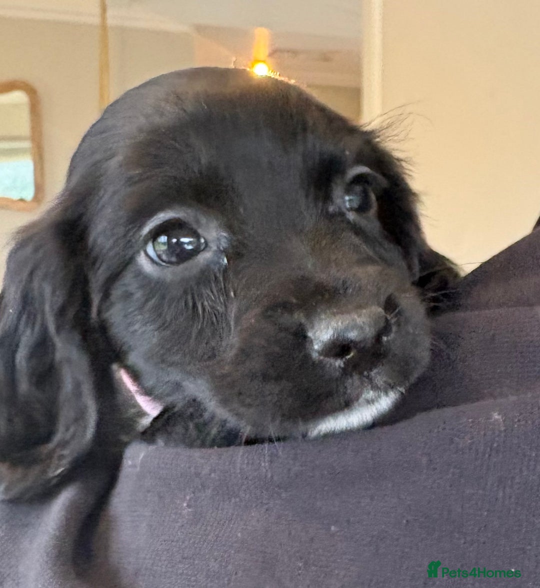 Sprocker dogs for sale: Beautiful Sprocker Puppies  - Advert 17