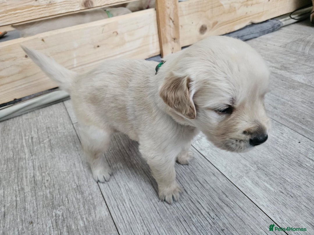 Golden Retriever dogs for sale: Golden retriever puppies - Image 5