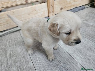 Golden Retriever Puppy 2