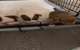 Jack Russell dogs for sale: Miniature Jack Russell’s   - Image 8