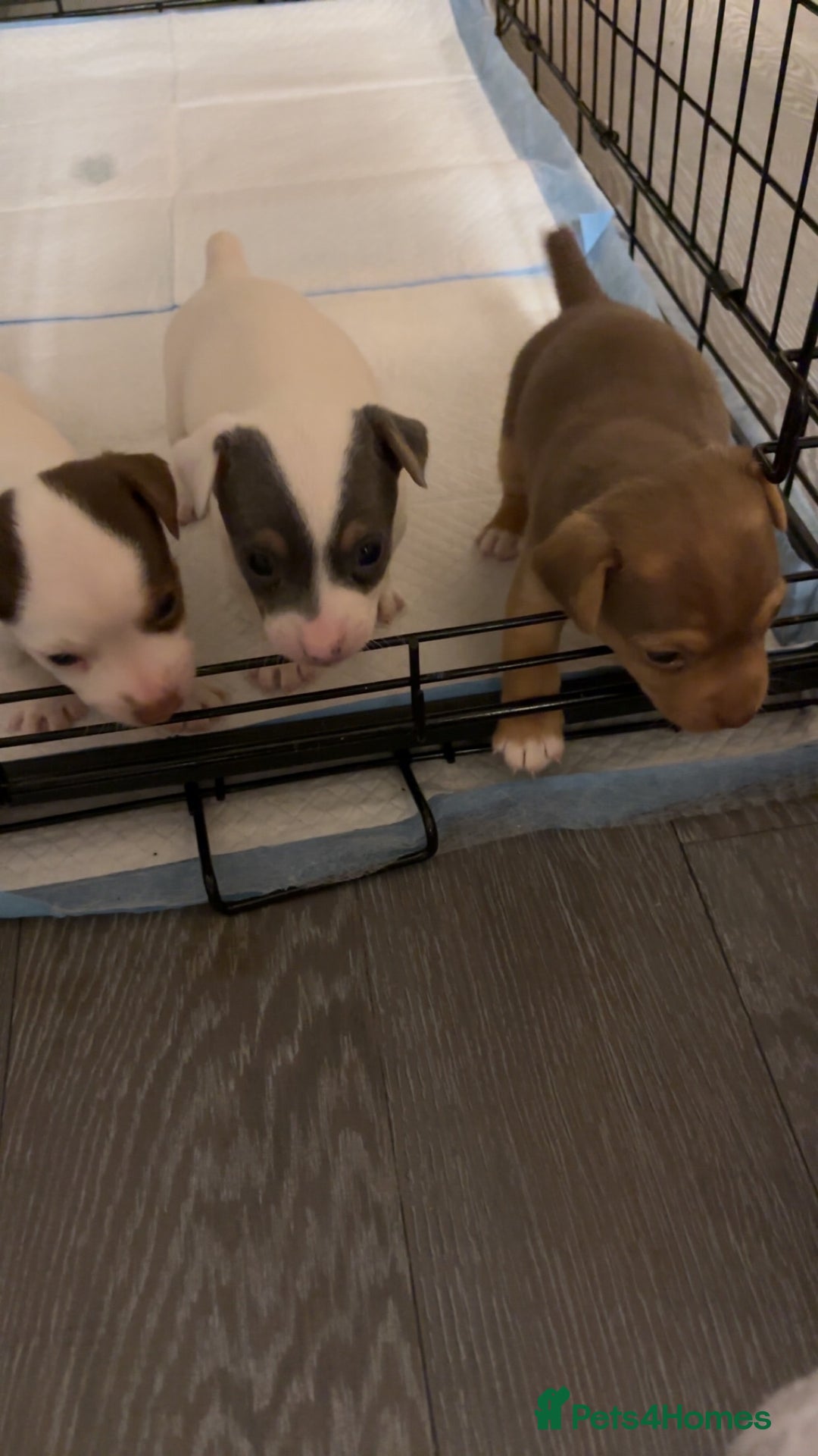 Jack Russell dogs for sale: Miniature Jack Russell’s   - Image 8