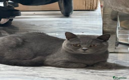 British Shorthair cats for sale: RARE OPPORTUNITY blue GCCF ACTIVE female stunning  - Image 7