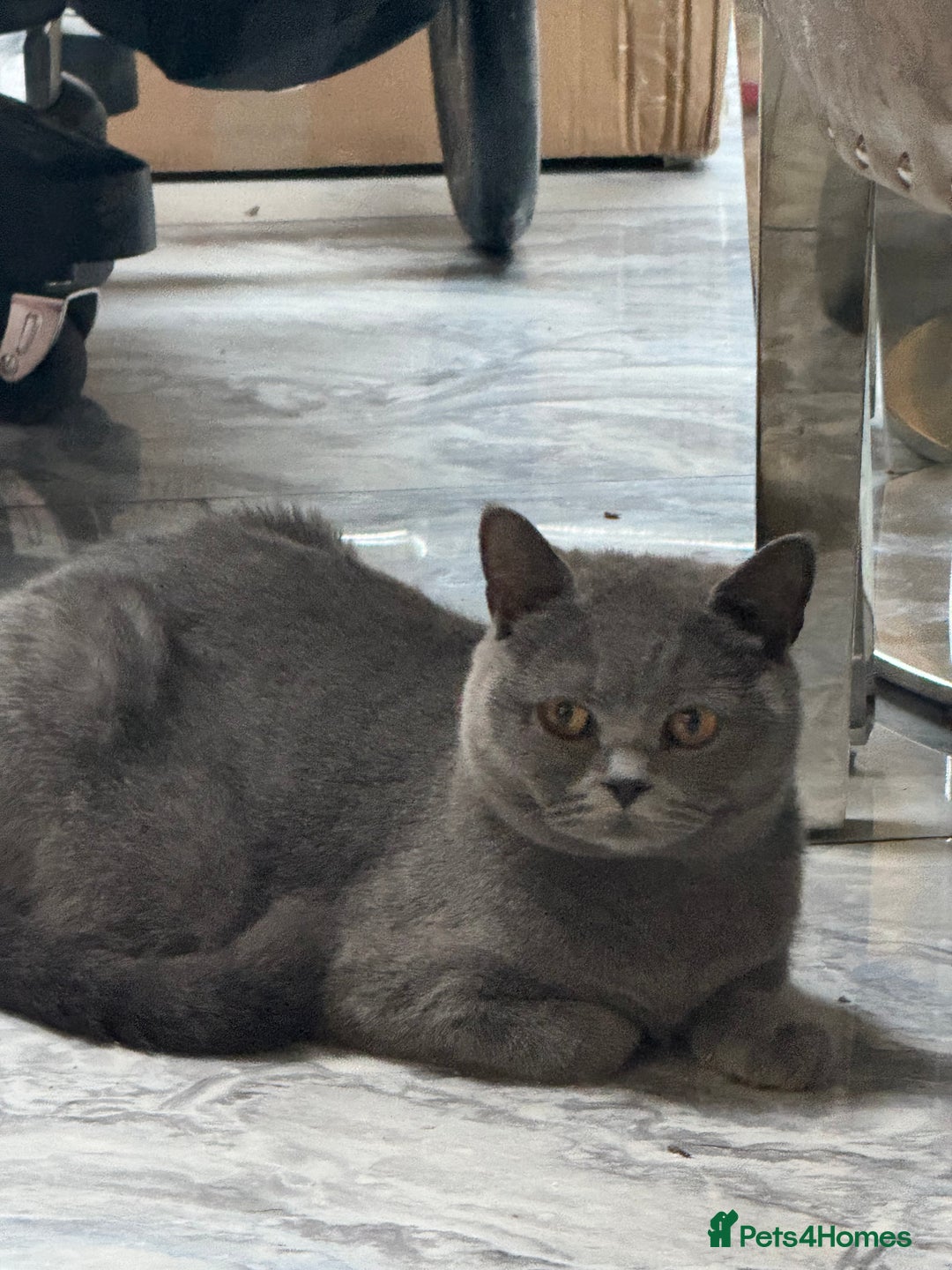 British Shorthair cats for sale: RARE OPPORTUNITY blue GCCF ACTIVE female stunning  - Image 7