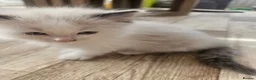Ragdoll cats for sale: Pure Ragdolls in Pontypool - Advert 13