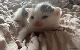 Mixed Breed cats for sale: Cute kittens  - Image 5