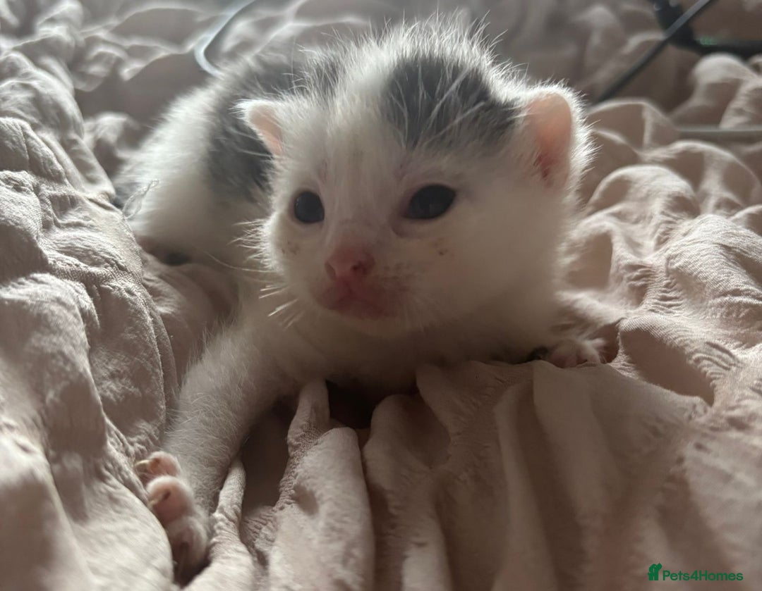 Mixed Breed cats for sale: Cute kittens  - Image 5