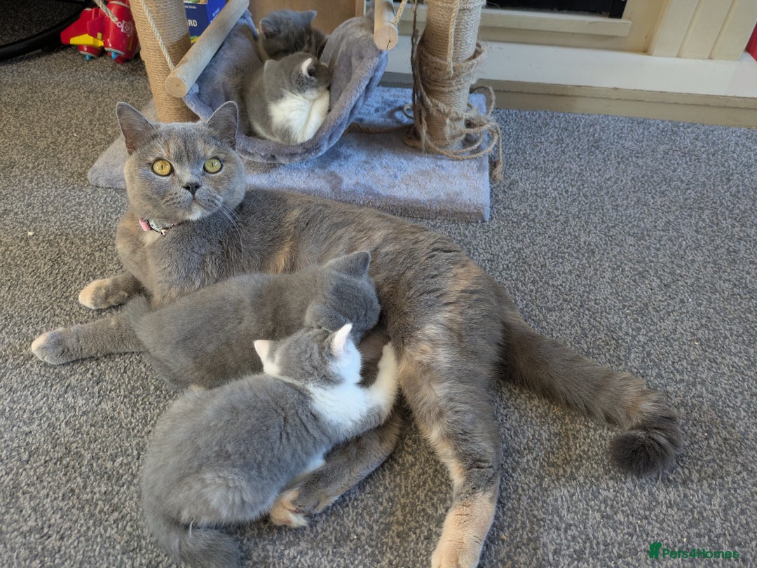 British Shorthair cats for sale: British Shorthair 6 months  - Image 4