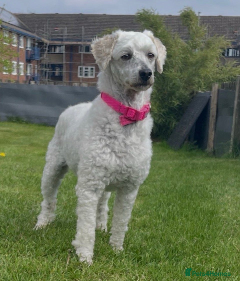 Miniature Poodle dogs KC Full miniature poodle  - Advert 1