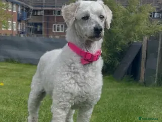 Miniature Poodle dogs KC Full miniature poodle - Advert 1