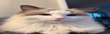 Ragdoll 1