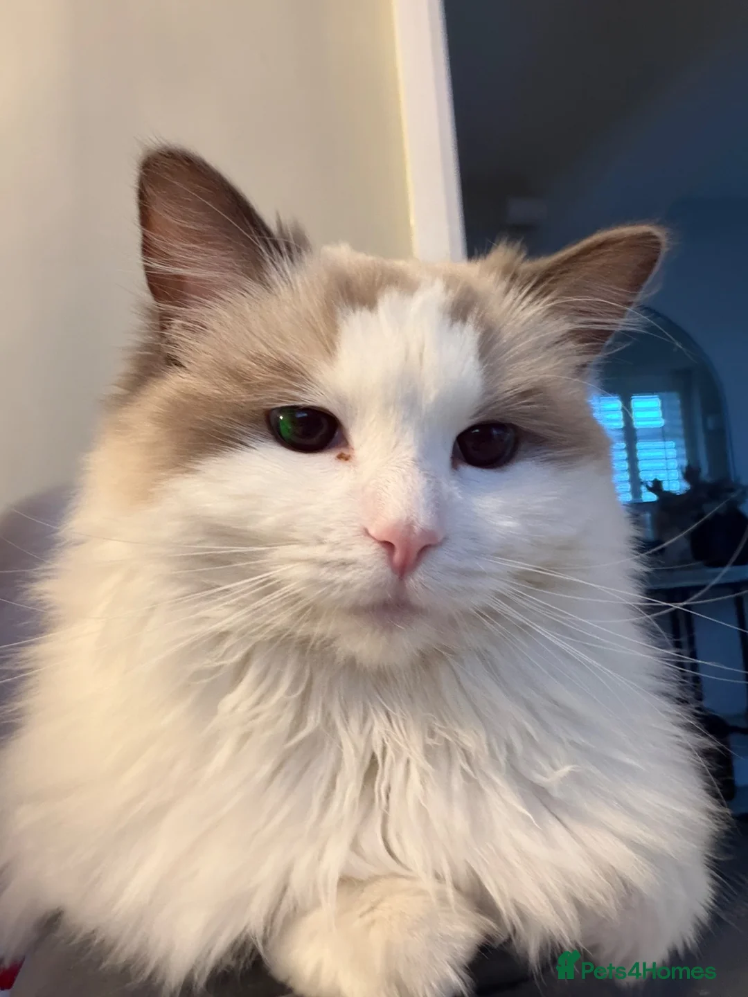 Ragdoll cats for sale: Beautiful 1 year old female Ragdoll Cat in Wakefield - Advert 2