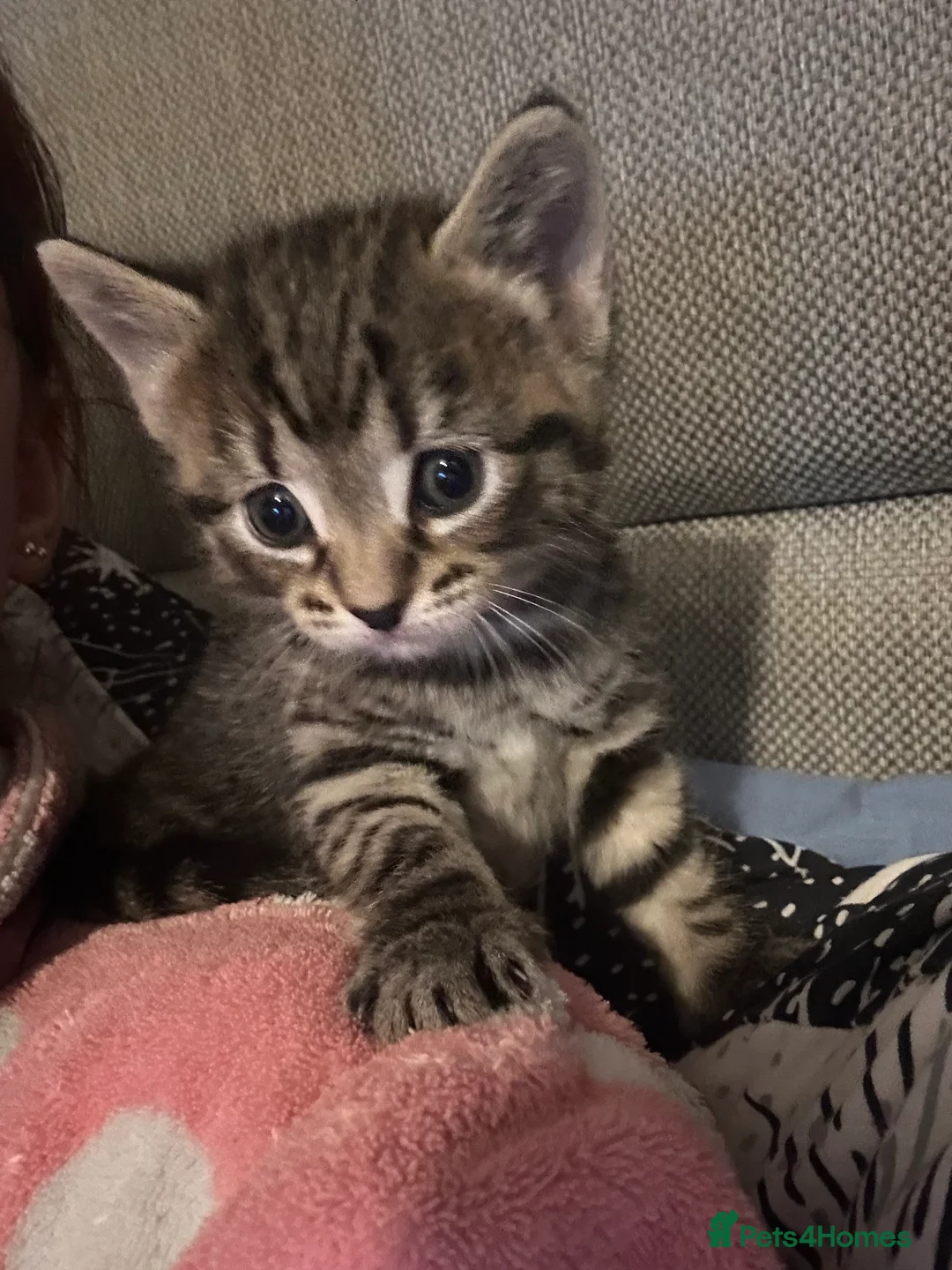 Mixed Breed cats for sale: Beautiful kittens  - Advert 7