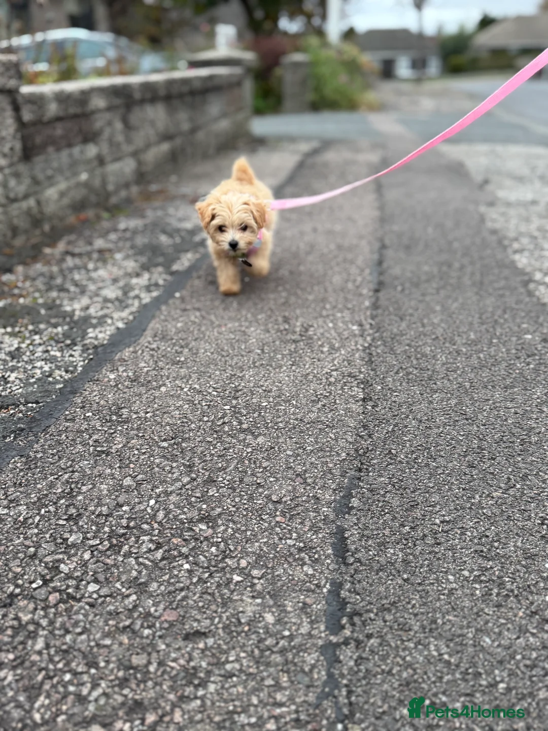 Maltipoo dogs for sale: Maltipoo puppy - Advert 4