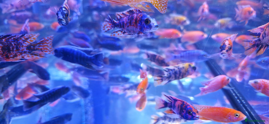 Cichlids fish for sale: Malawi peacocks and haps - Image 6