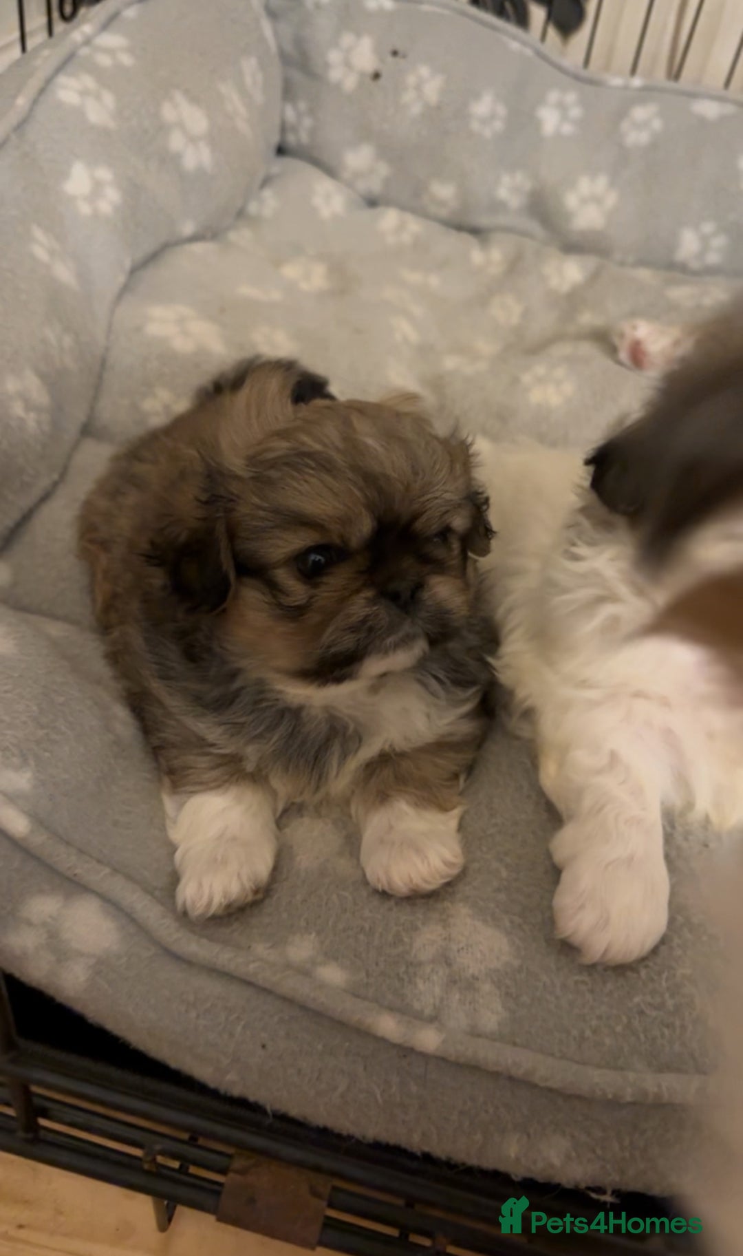 Pekingese dogs for sale: Pekingese puppies - Advert 7