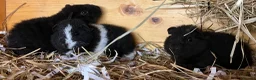 Guinea Pig rodents for sale: Pure bred Teddy boys/boars - Advert 9