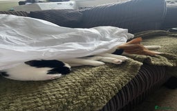 Mixed Breed cats for sale: Bellini & Martini - Image 17