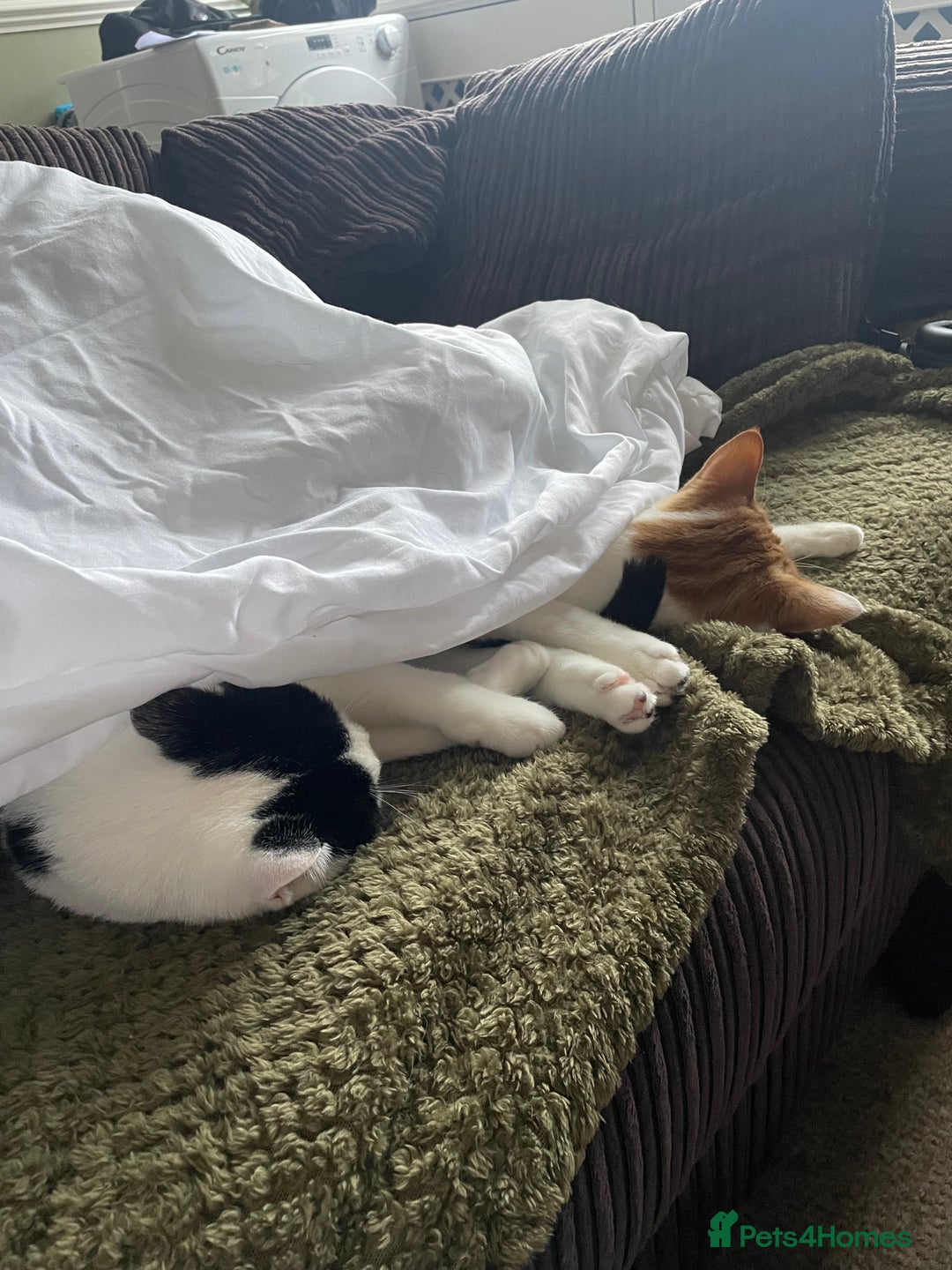 Mixed Breed cats for sale: Bellini & Martini - Image 17