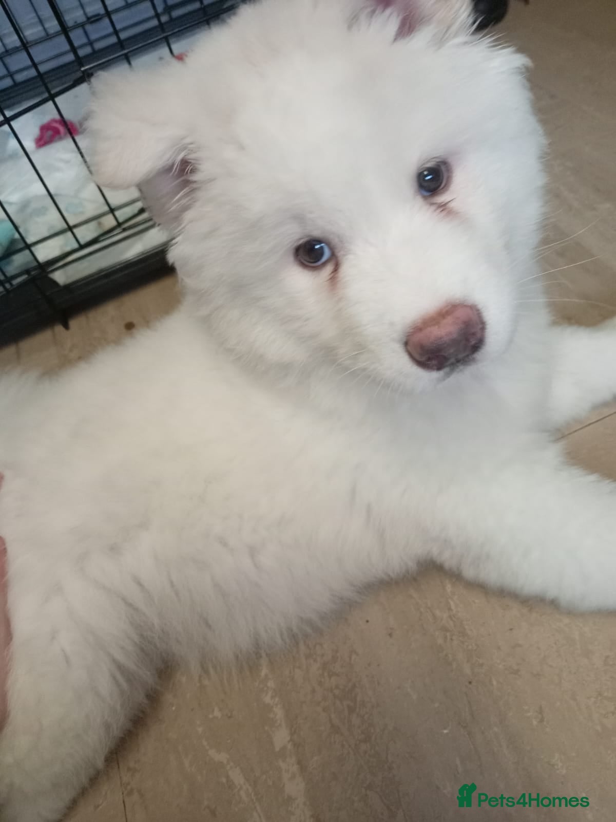 Akita dogs American akita puppies - Advert 14