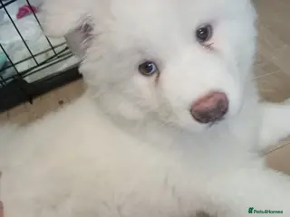 Akita dogs American akita puppies - Advert 14