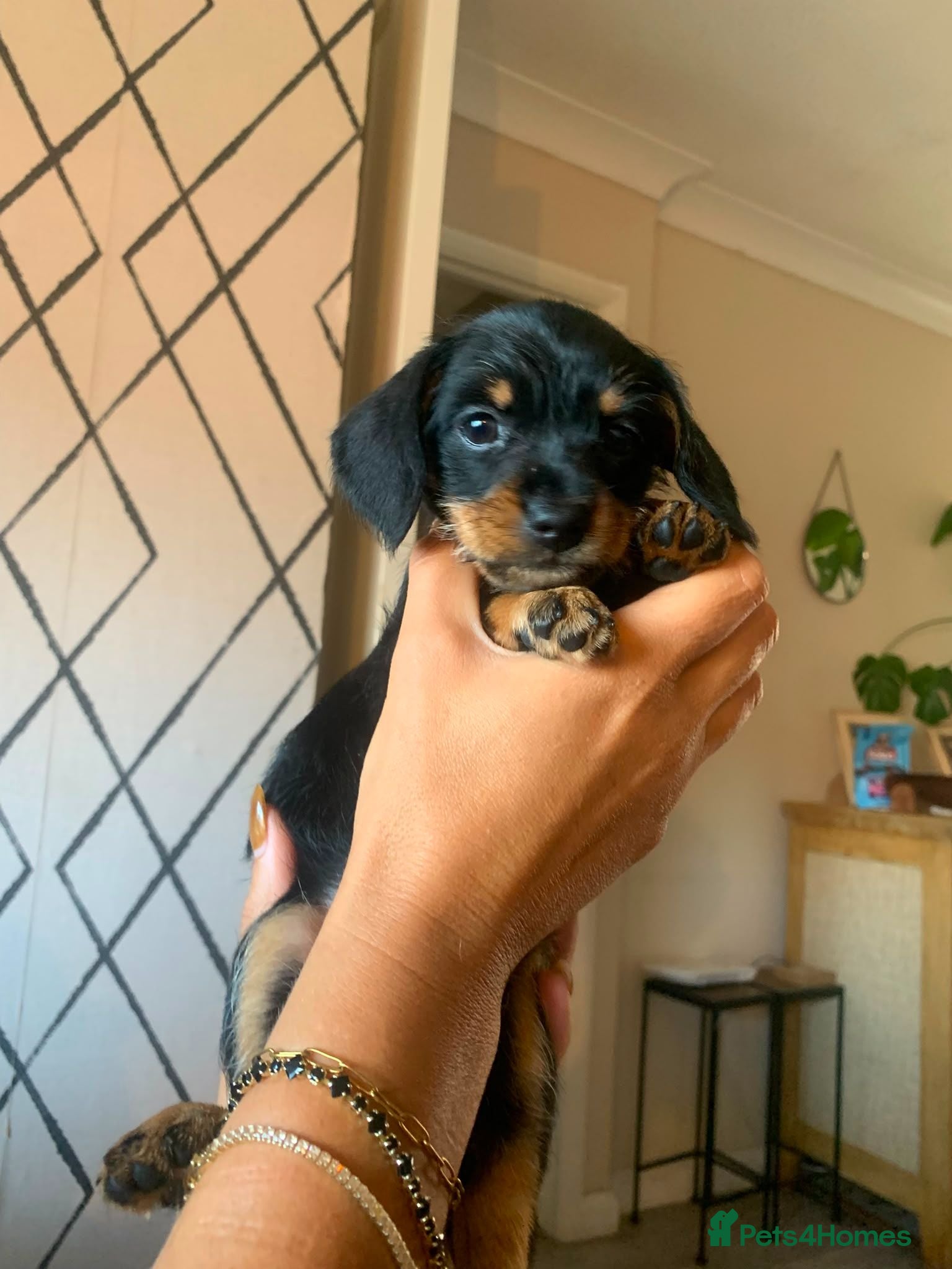 Mixed Breed dogs 1 tiny girl left dachshund cross brussels griffon  - Advert 15