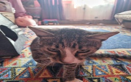 Mixed Breed cats for adoption: TOM a friendly & proud boy who needs a Loving Home - Advert 21