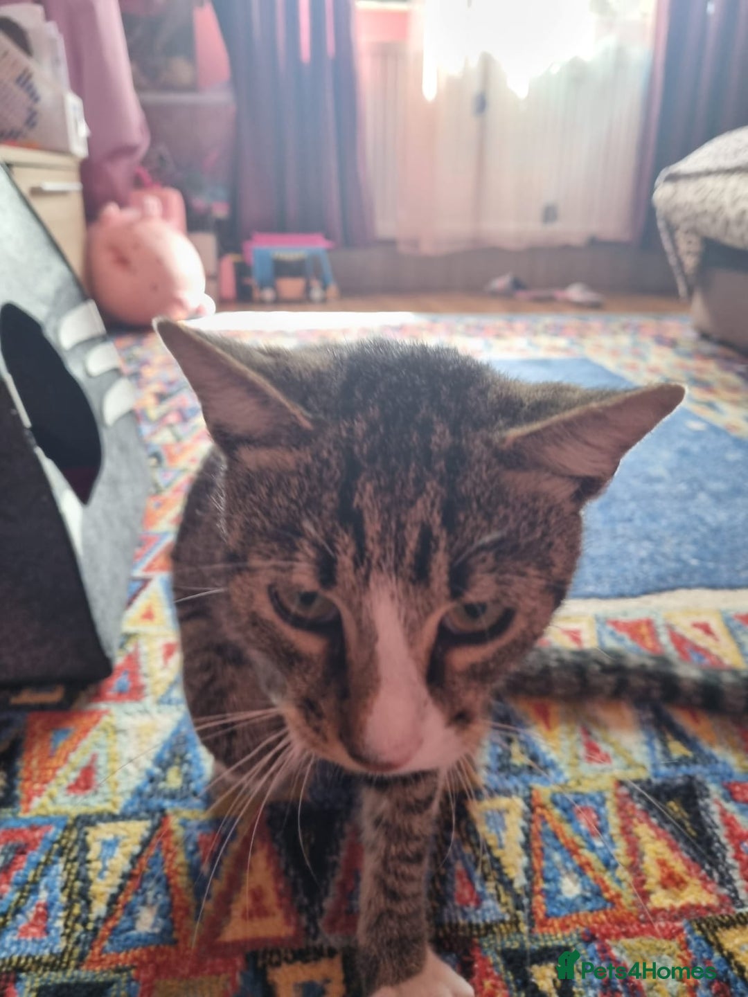 Mixed Breed cats for adoption: TOM a friendly & proud boy who needs a Loving Home - Advert 21