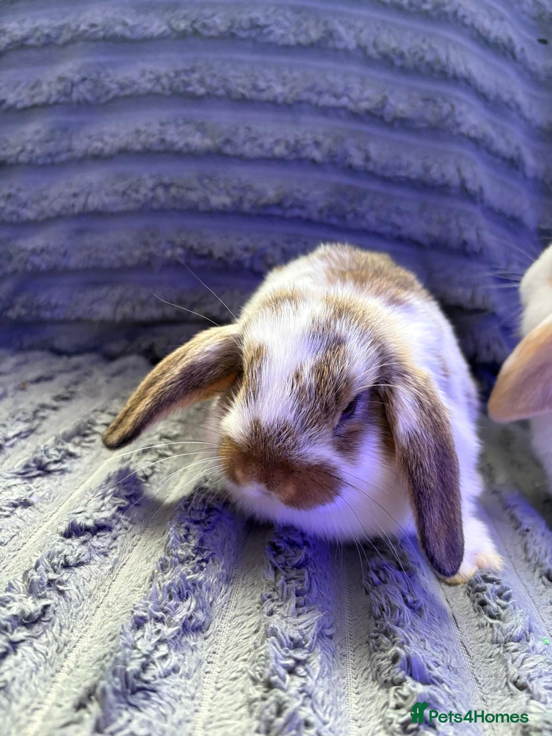 Mini Lop rabbits for sale: Beautiful mini lop Babies  - Image 6