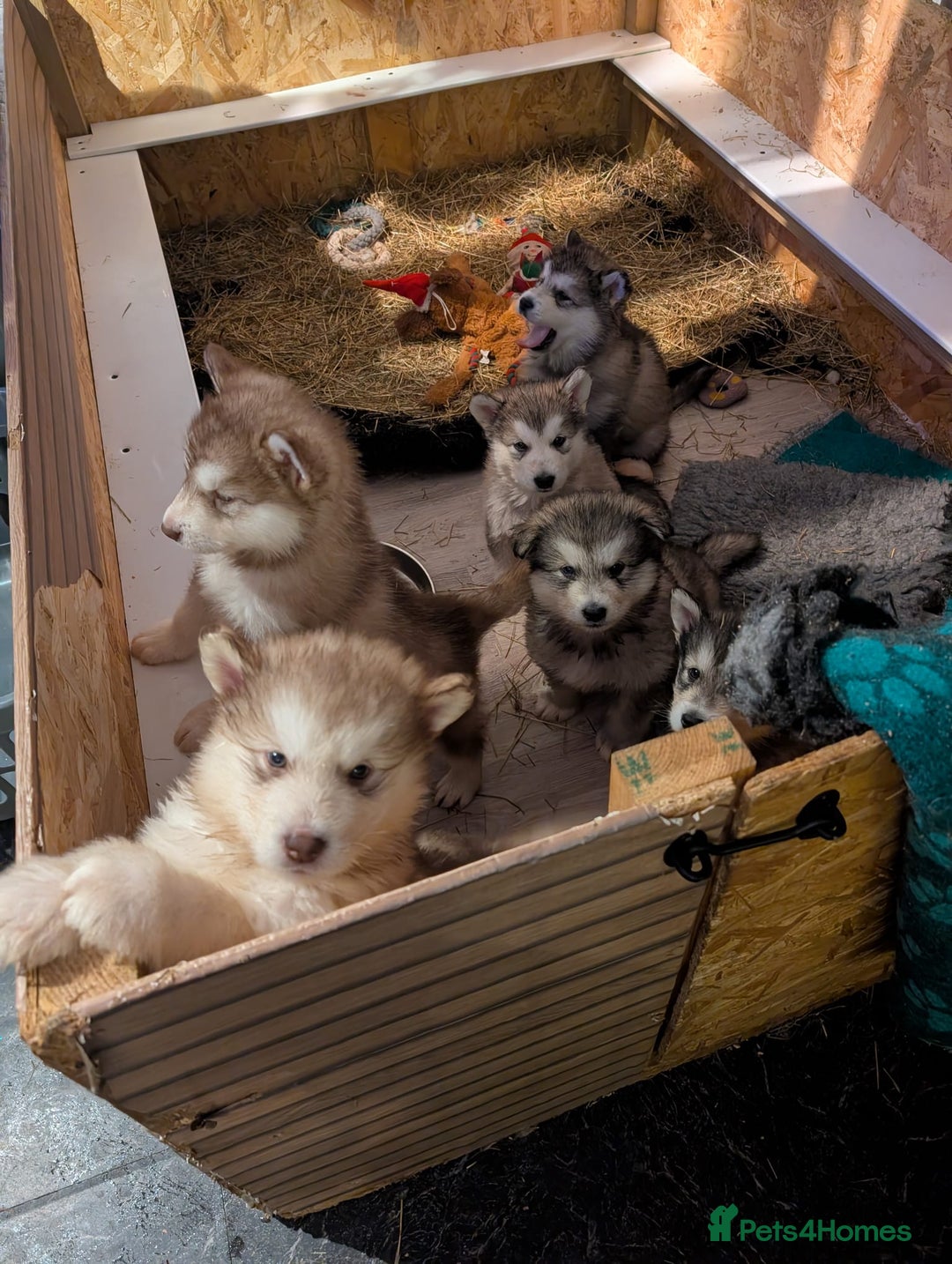 Alaskan Malamute dogs for sale: 2 left KC Alaskan malamute puppies champion lines - Advert 11