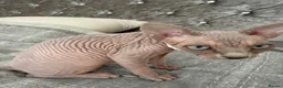 Sphynx cats for sale: Special Reduced Price Blue-Eyed Sphynx / TICA Reg - Advert 13