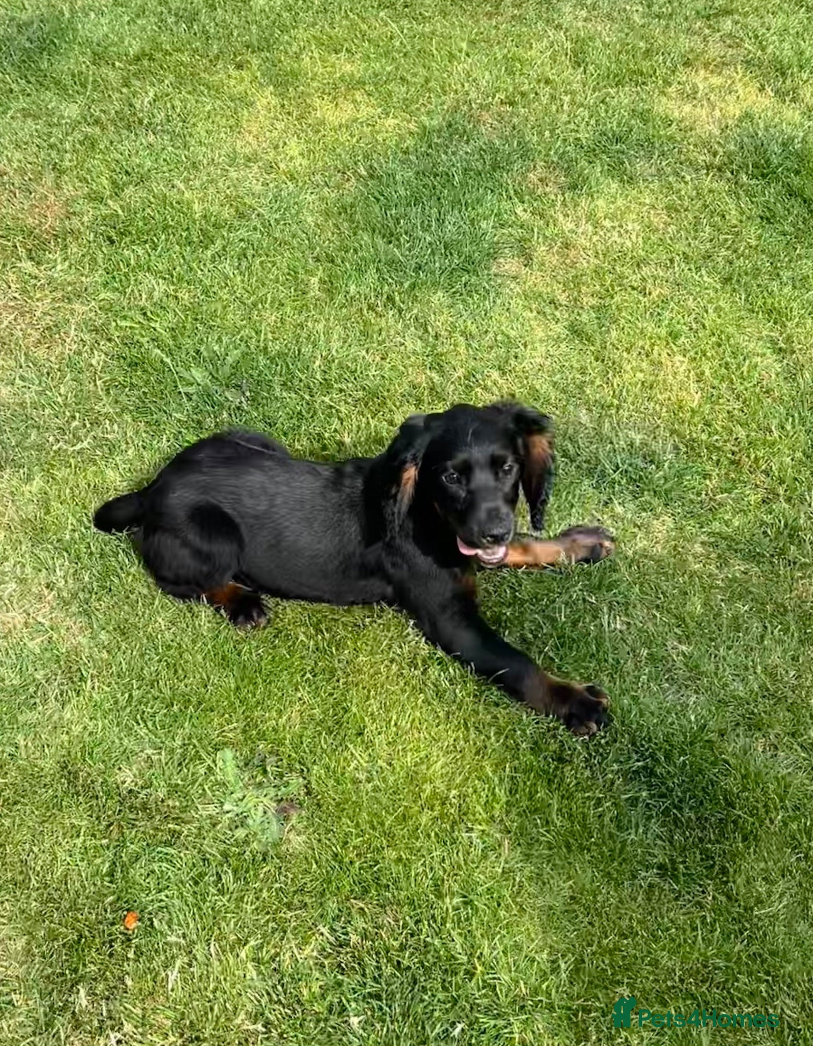 Cocker Spaniel dogs Fully vaccinated KC cocker pups - Advert 6