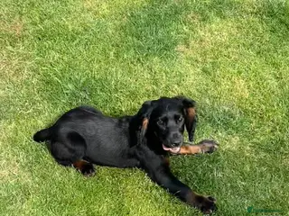 Cocker Spaniel dogs Fully vaccinated KC cocker pups - Advert 6