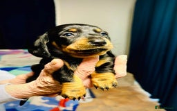 Miniature Dachshund dogs for sale: calm cuties silver dachshund mini dapples - Image 8