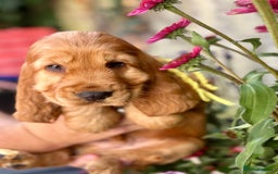 Cocker Spaniel dogs for sale: Exceptional Golden KC Show Cocker Spaniels in Chepstow - Image 17