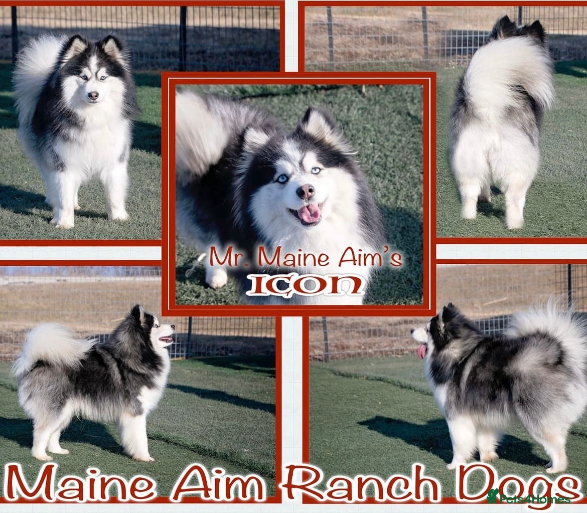 Pomsky dogs American Import blue eyed F3 Pomsky Bb/Dd in Ammanford - Advert 1