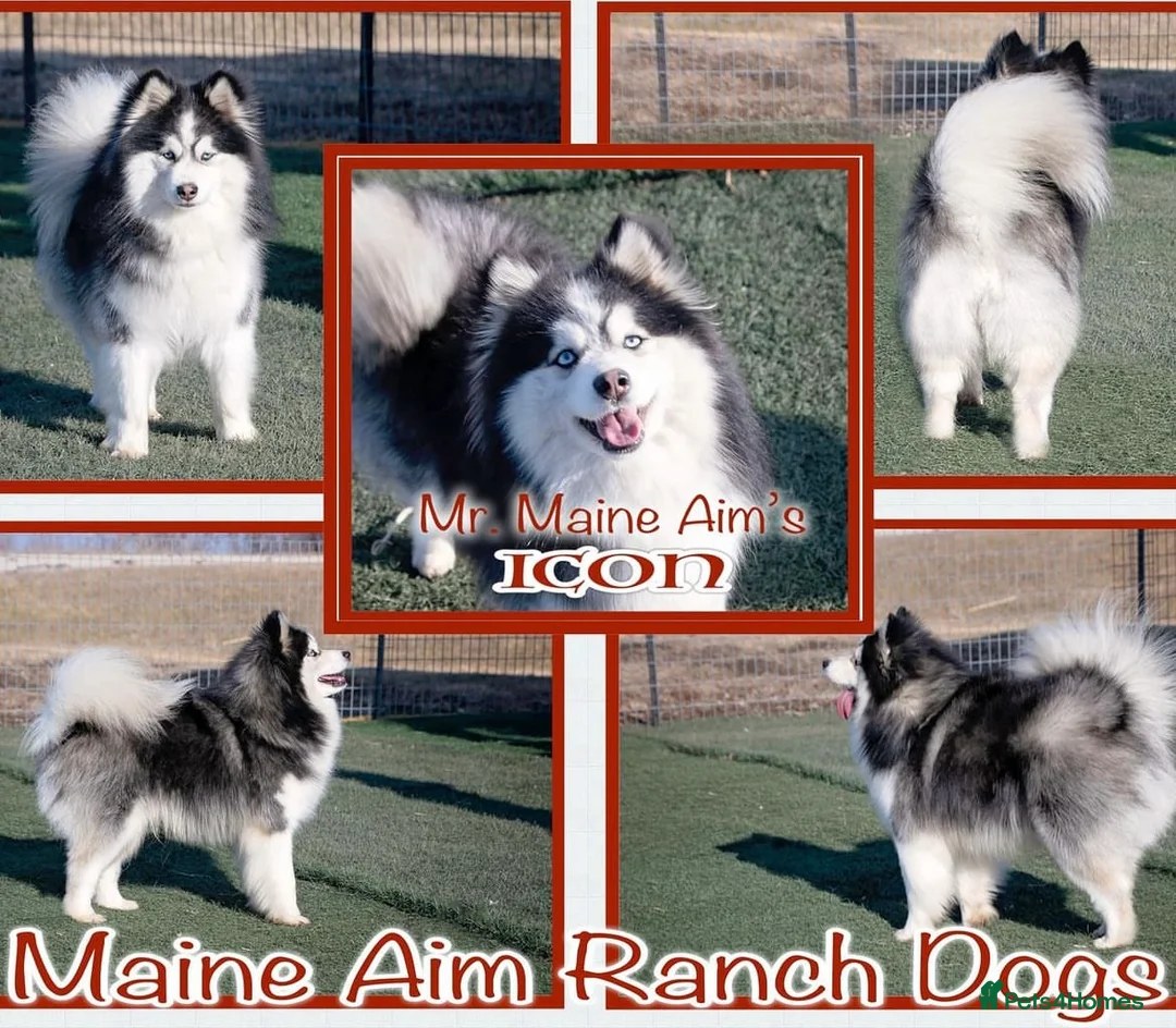 Pomsky dogs for stud: American Import blue eyed F3 Pomsky Bb/Dd in Ammanford - Advert 4