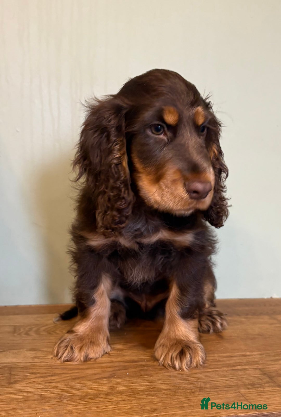 Cocker Spaniel dogs for sale: Beautiful Cocker Spaniel Litter - Advert 2